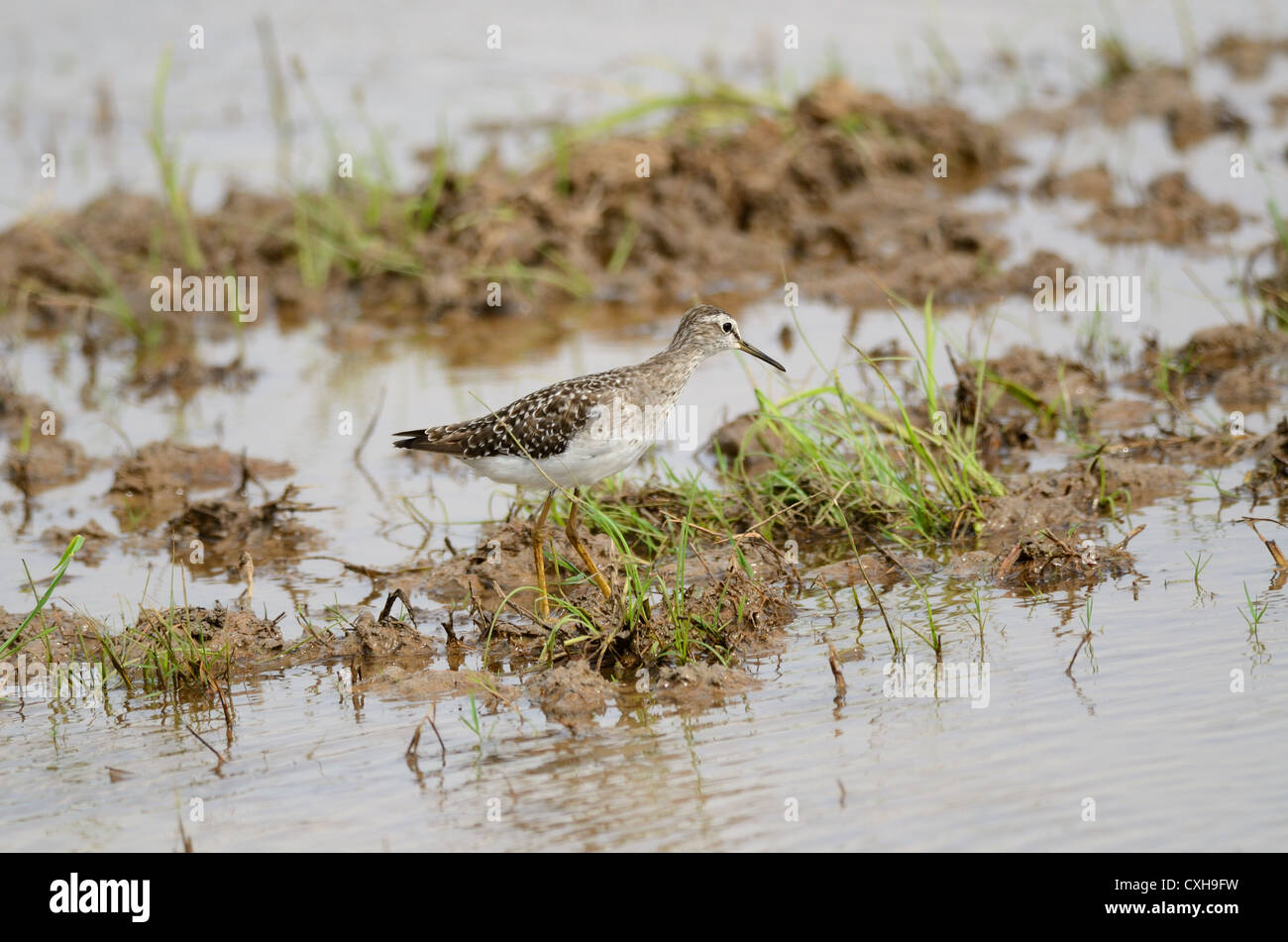 schöne Bruchwasserläufer (Tringa Glareola) in Paddyfields Bereich Stockfoto