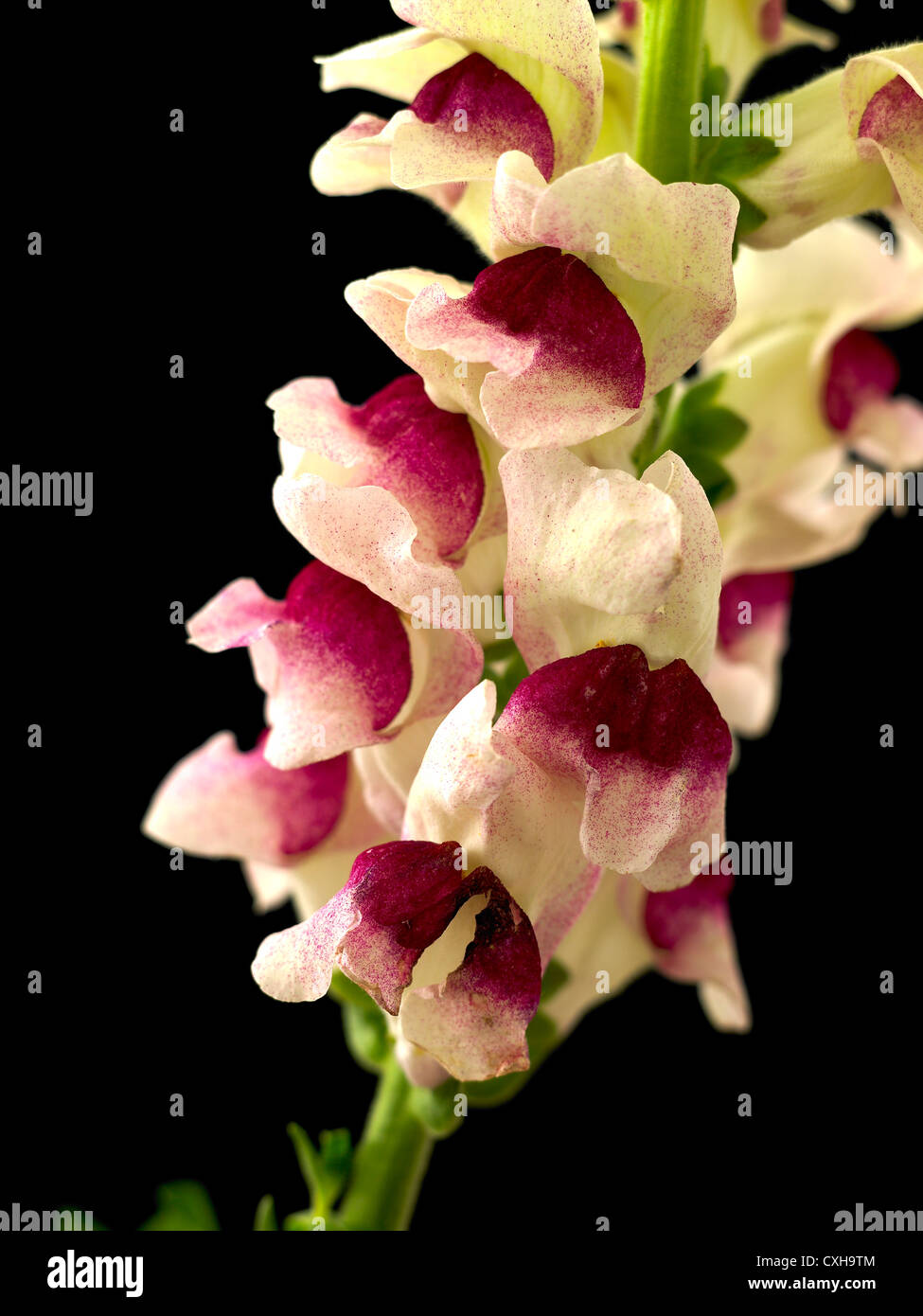 Antirrhinum. Gemeinsamen Namen. Löwenmaul, Toad es Mund 2 Stockfoto