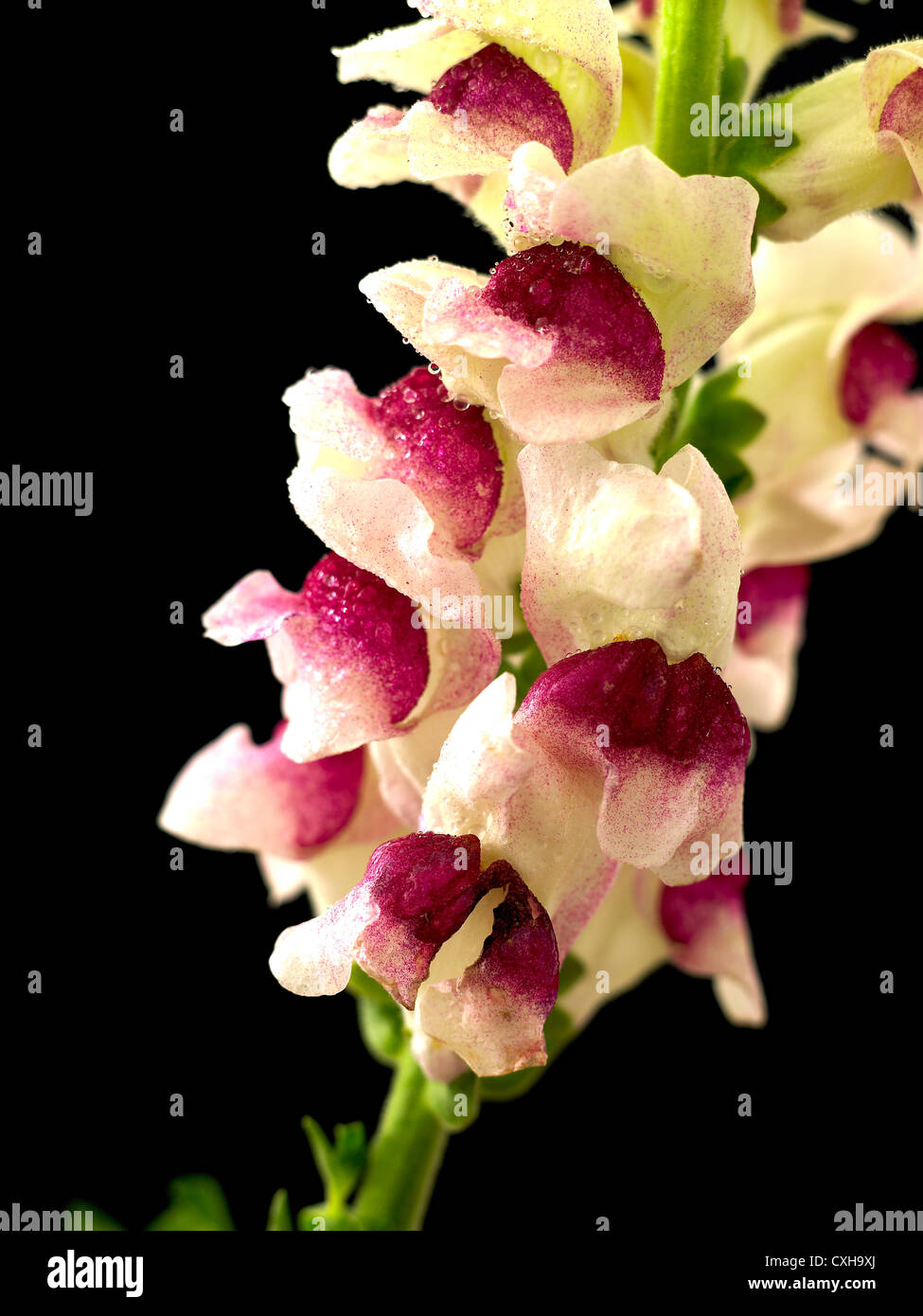 Antirrhinum. Gemeinsamen Namen. Löwenmaul, Toad es Mund (nass) Stockfoto