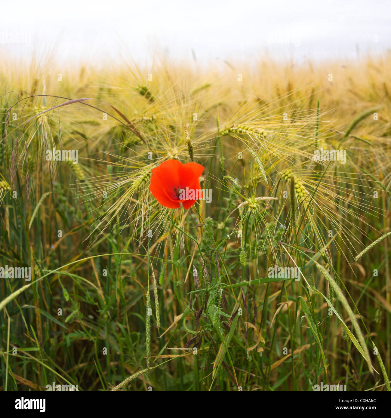 Mohn wächst in einem Feld von Gerste Stockfoto
