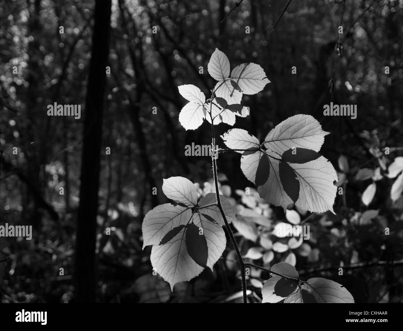 Eine Hundsrose Blätter, im Wald, sonnenbeschienenen Stockfoto