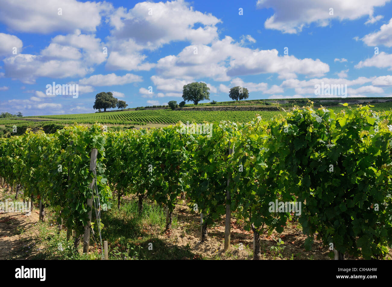 Weinberg von Saint-Emilion, Gironde, Nouvelle Aquitaine, Frankreich, Europa Stockfoto