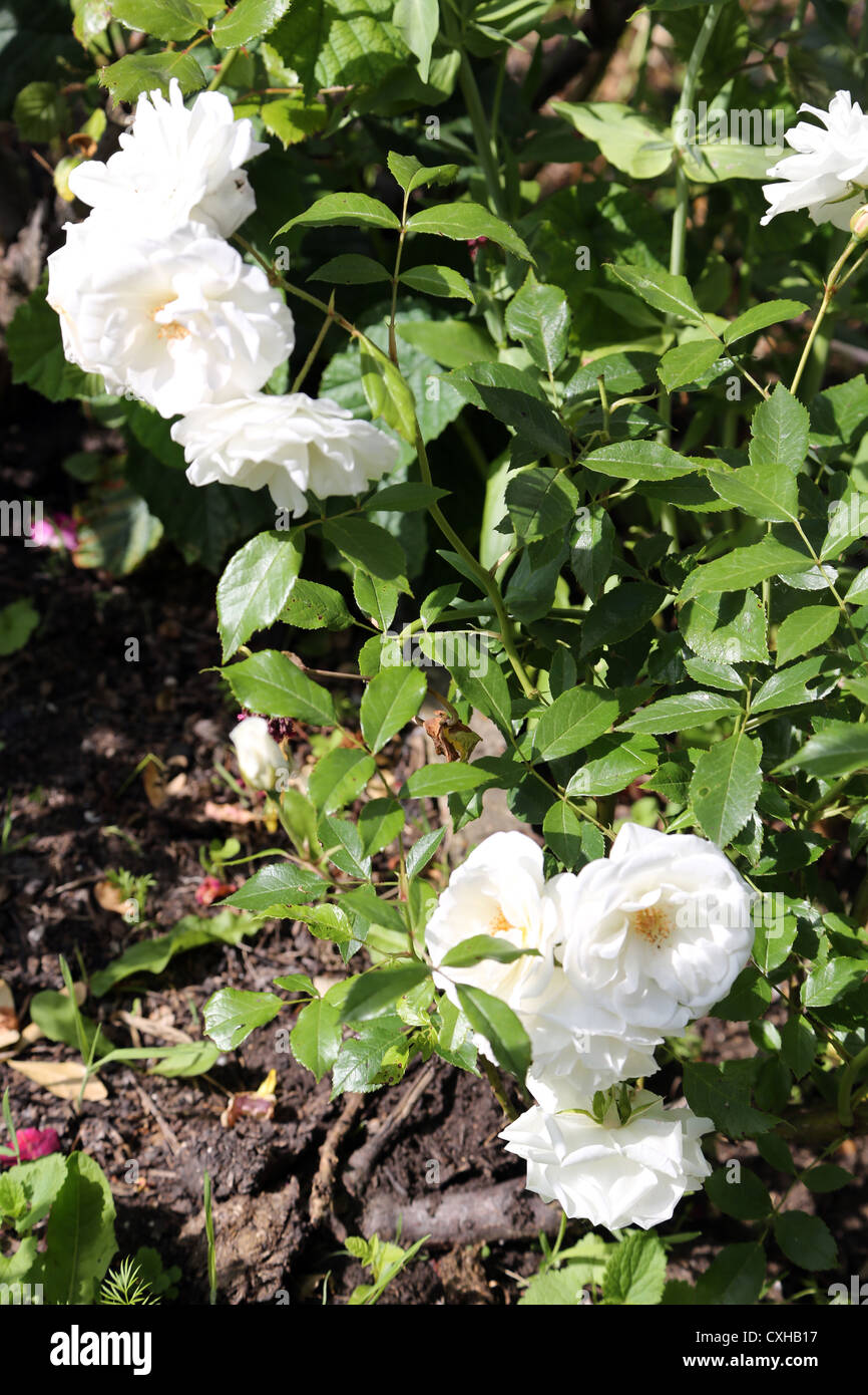 White, kletternde Rosen im Garten Stockfoto