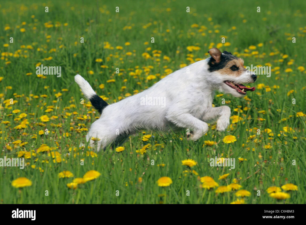 laufenden Parson Russell Terrier Stockfoto