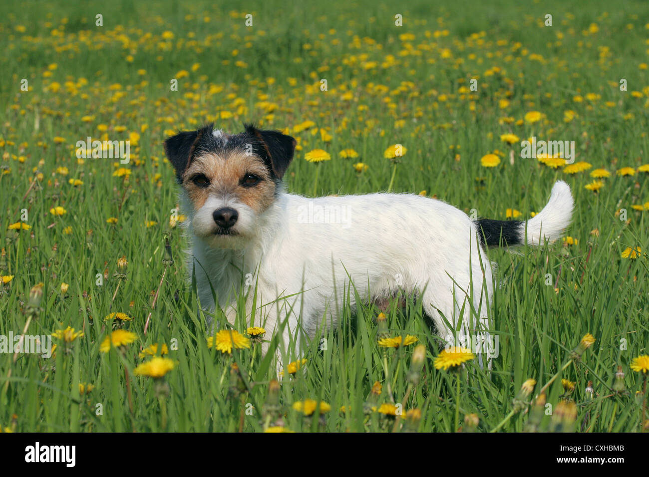 Parson Russell Terrier Stockfoto