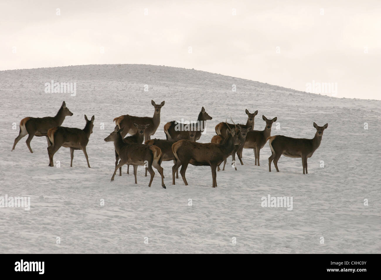 Red deer Stockfoto