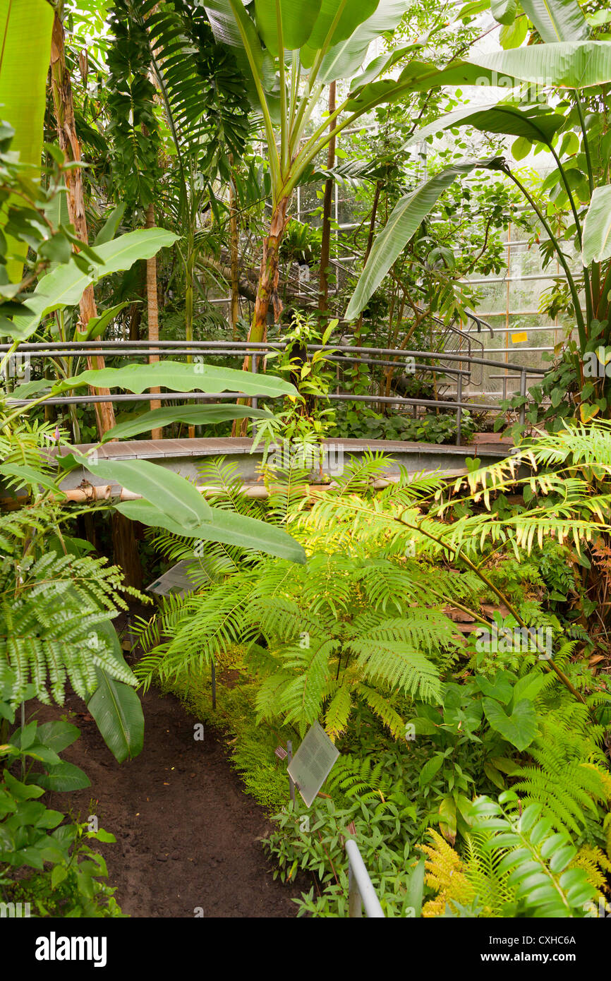 Amsterdam: Hortus Botanicus (Botanischer Garten) in Gewächshäusern - Amsterdam, Niederlande, Europa Stockfoto