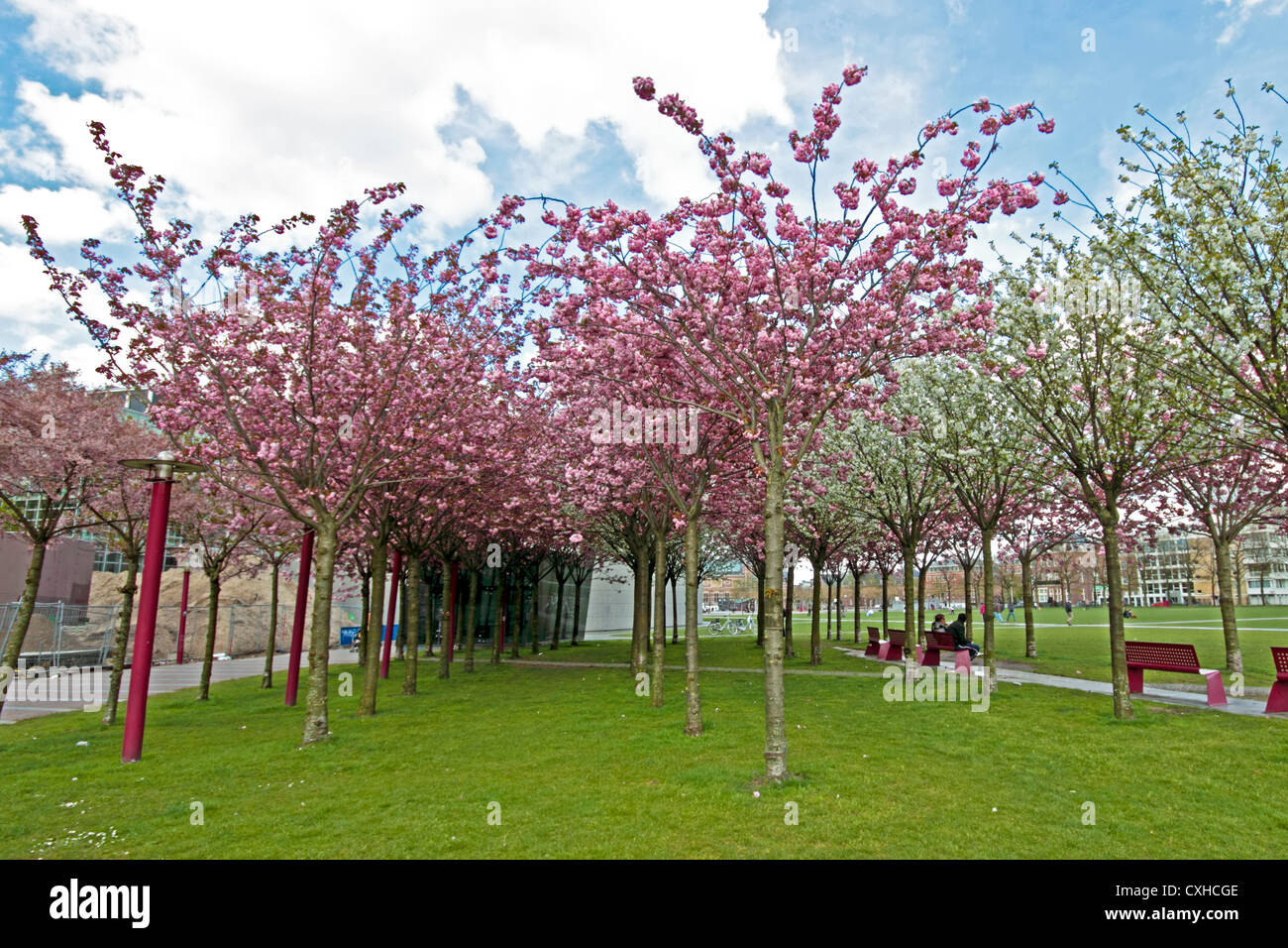 Japanische Kirschbaume Bluhen Im Fruhjahr Auf Dem Museumplein In