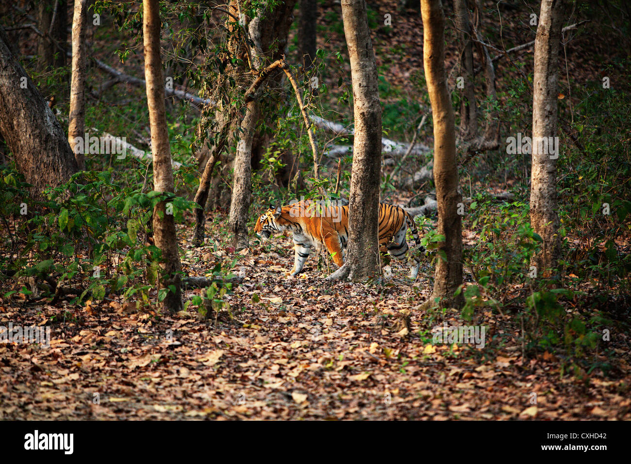 Tiger (weiblich) gehen für die Jagd auf Bijrani Gebiet in Jim Corbett Tiger Reserve, Indien. Stockfoto