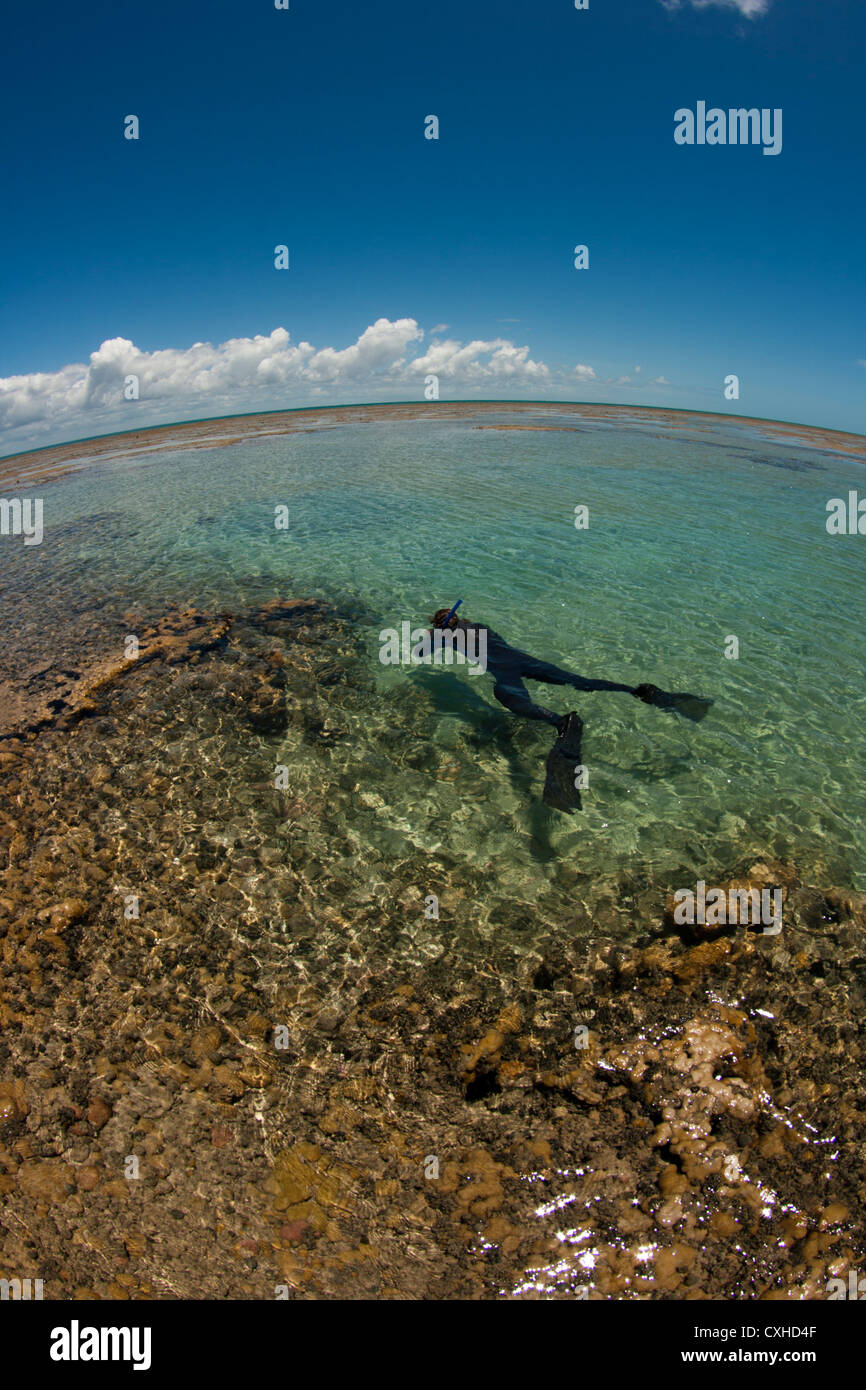 Freitaucher in einer Ursuppe im südlichen Bahia, in der Nähe von Abrolhos Meerespark Sebastião Gomes Reef. Fisch, sampling-Forschung zu tun Stockfoto
