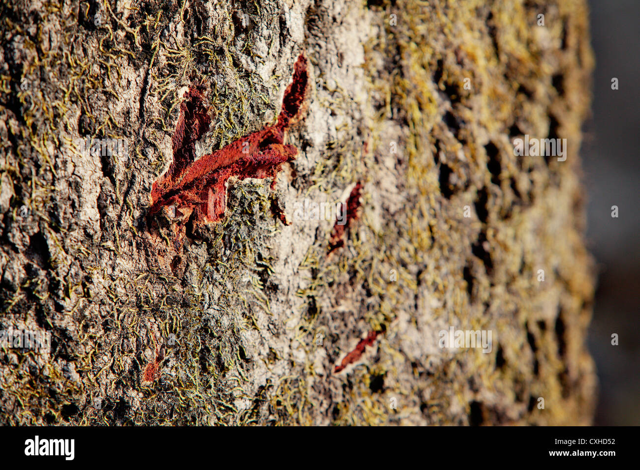 Tiger Grund auf mark auf Baum in Jim Corbett Tiger Reserve, Indien. Stockfoto