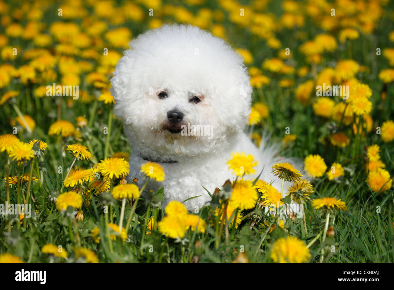 Bichon Frise sitzt Stockfoto