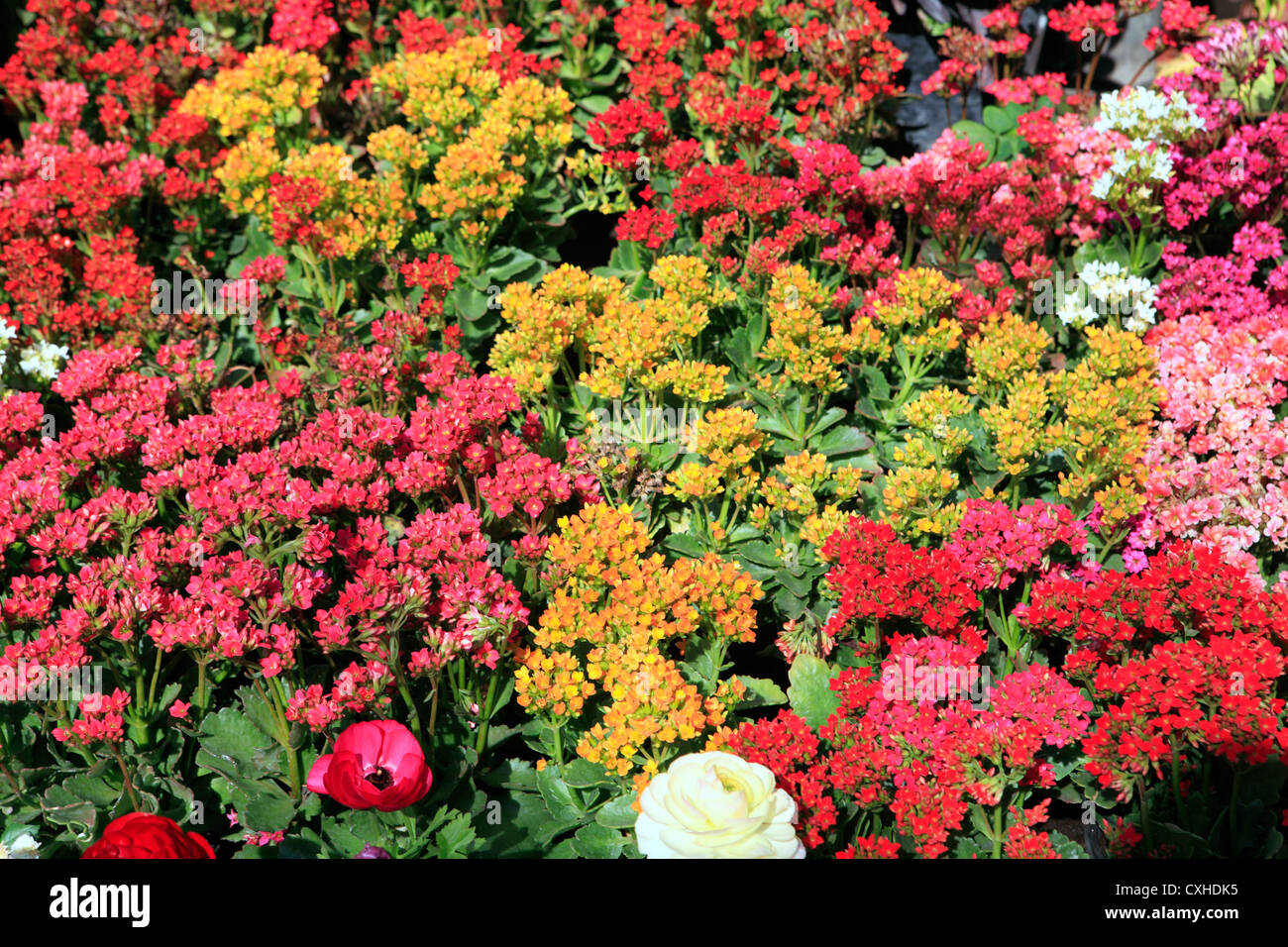 Flower Market, Cuemanco, Mexico DF, Mexiko Stockfoto