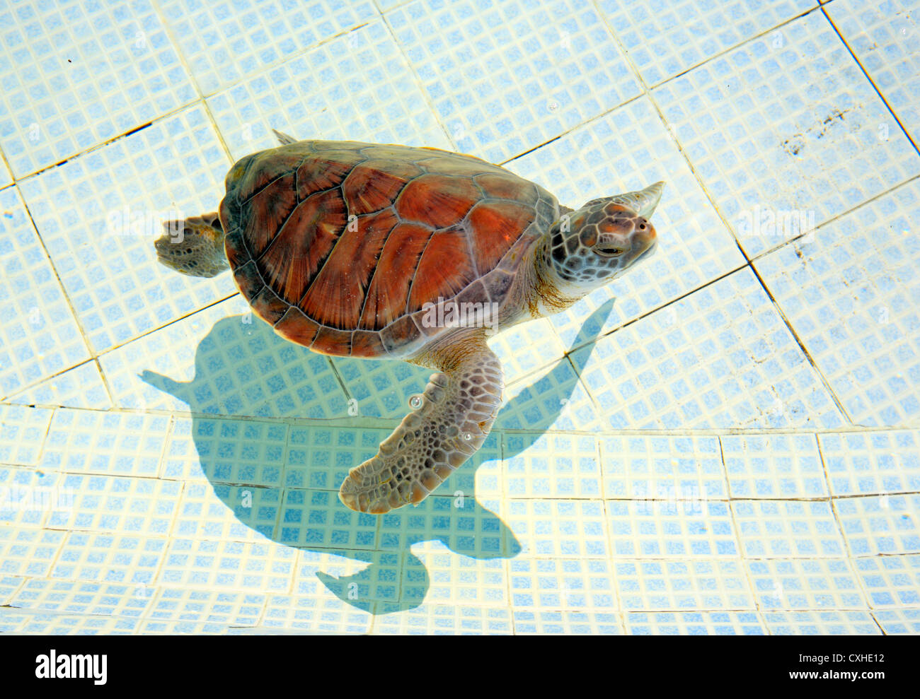 Meeresschildkröte (Chelonia Mydas) in die Turtle Farm in der Nähe von Cuyutlan, Colima, Mexiko Stockfoto