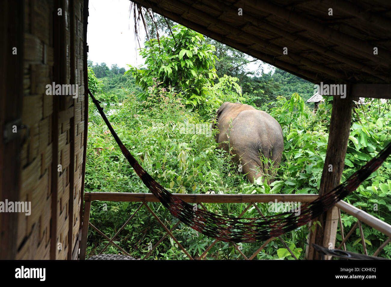 Elefanten leben in Elephant Conservation Center, Sayaboury, Laos. Stockfoto