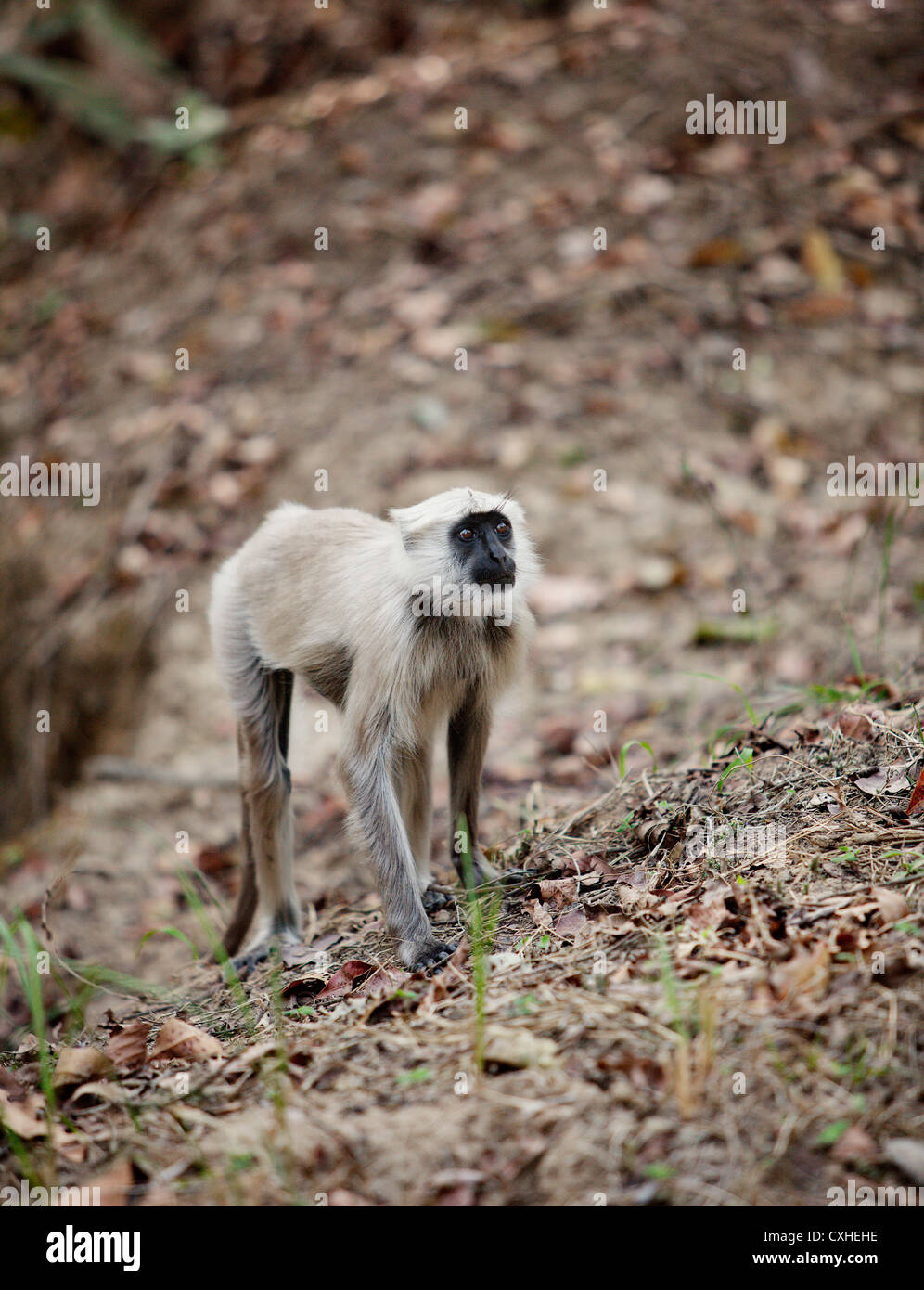 Languren Affen (Semnopithecus Entellus) in Jim Corbett Tiger Reserve, Indien. Stockfoto