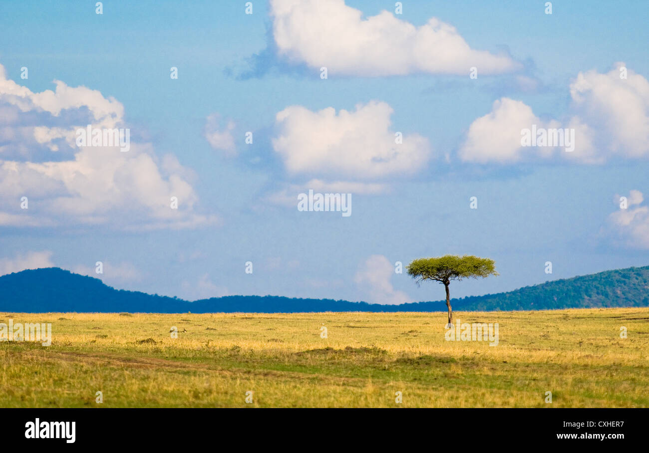 Baum in der Savanne, typisch afrikanische Landschaft Stockfoto