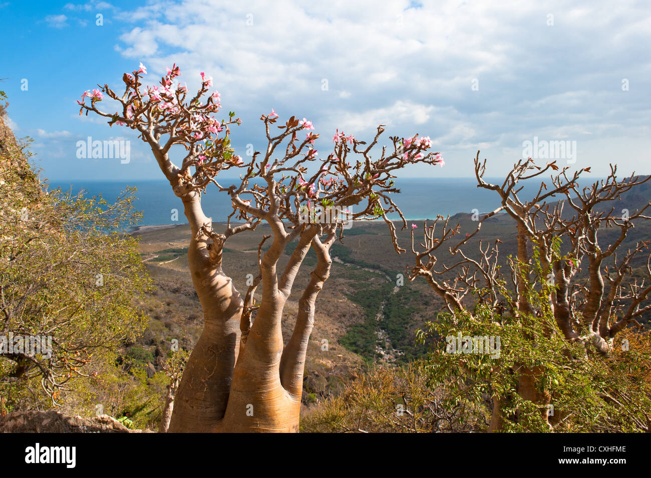 Desert rose Baum, Insel Sokotra, Jemen Stockfoto