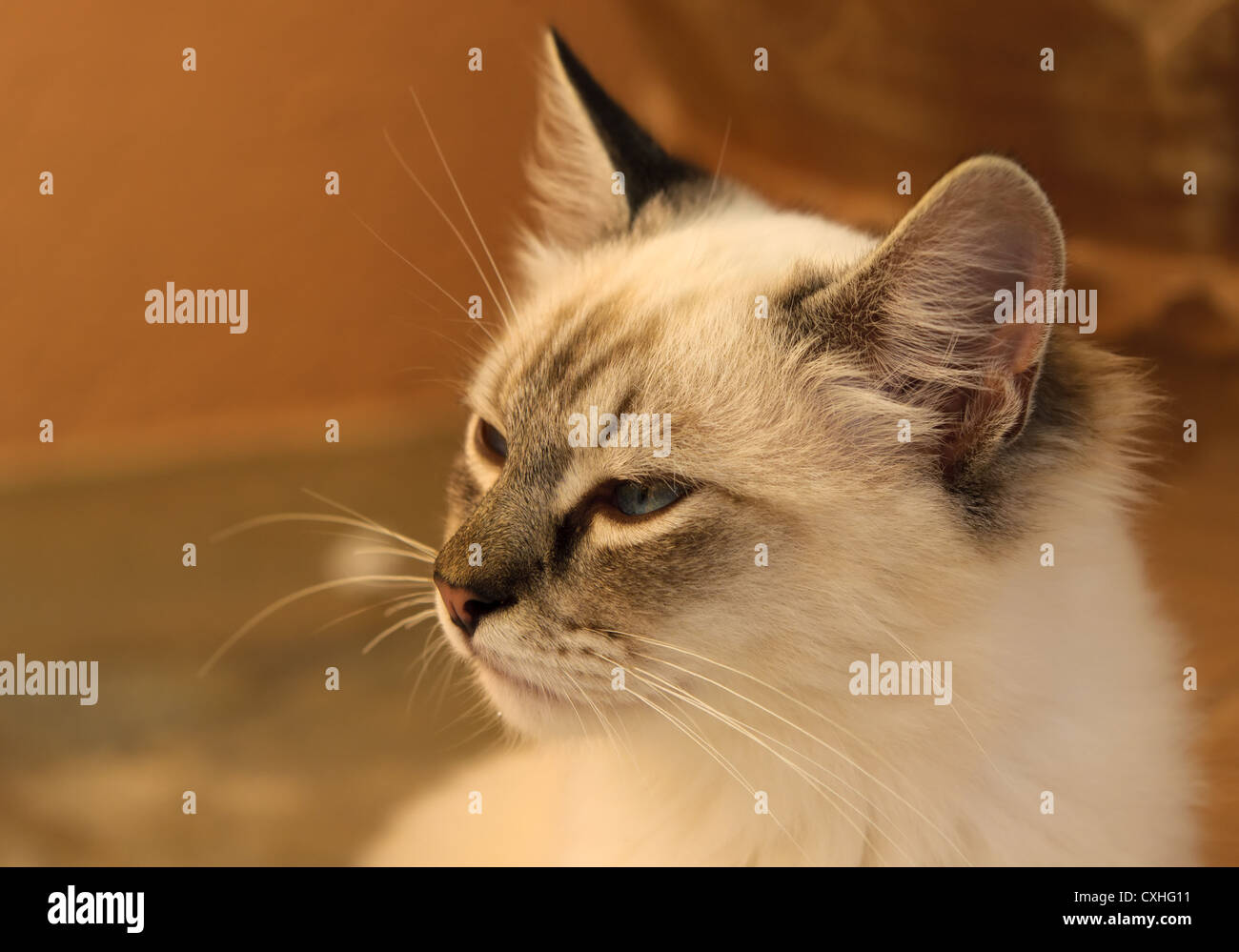 Cose Bild einer Katze Stockfoto