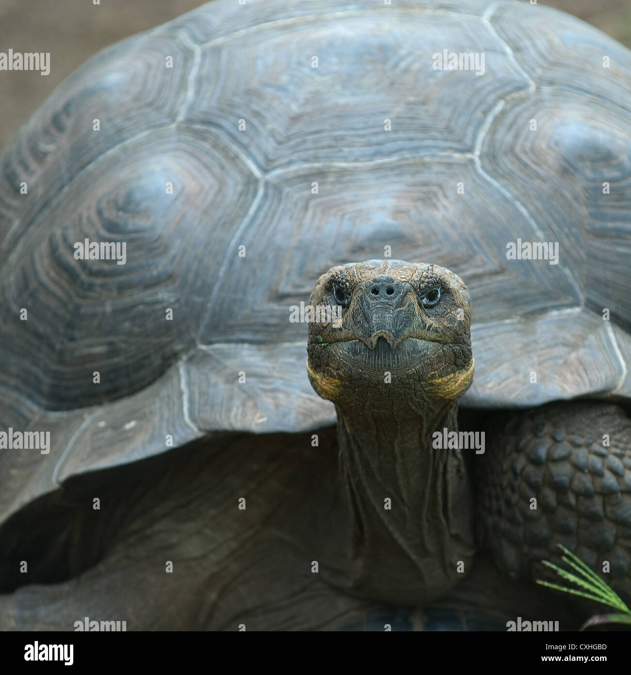 Riesenschildkröten, Galápagos-Inseln, ecuador Stockfoto