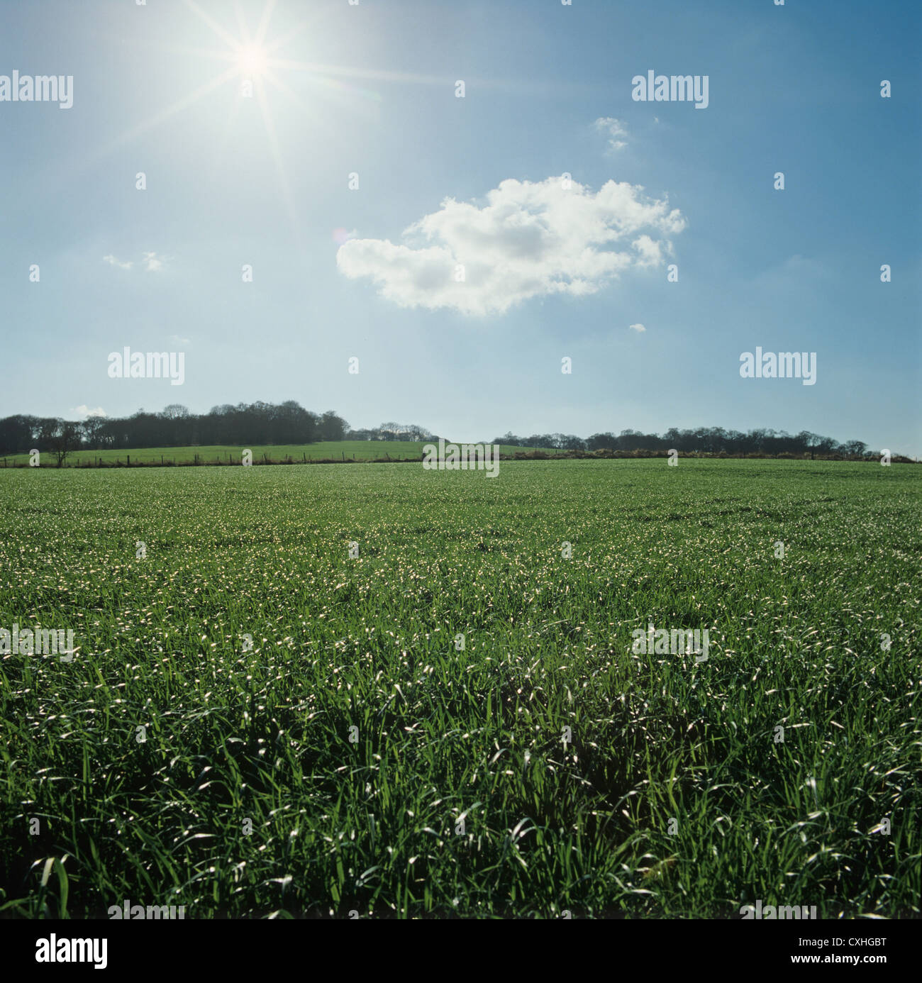 Contre Jour Schuss von üppigen Weidelgras Ley für Silage, Wiltshire Stockfoto