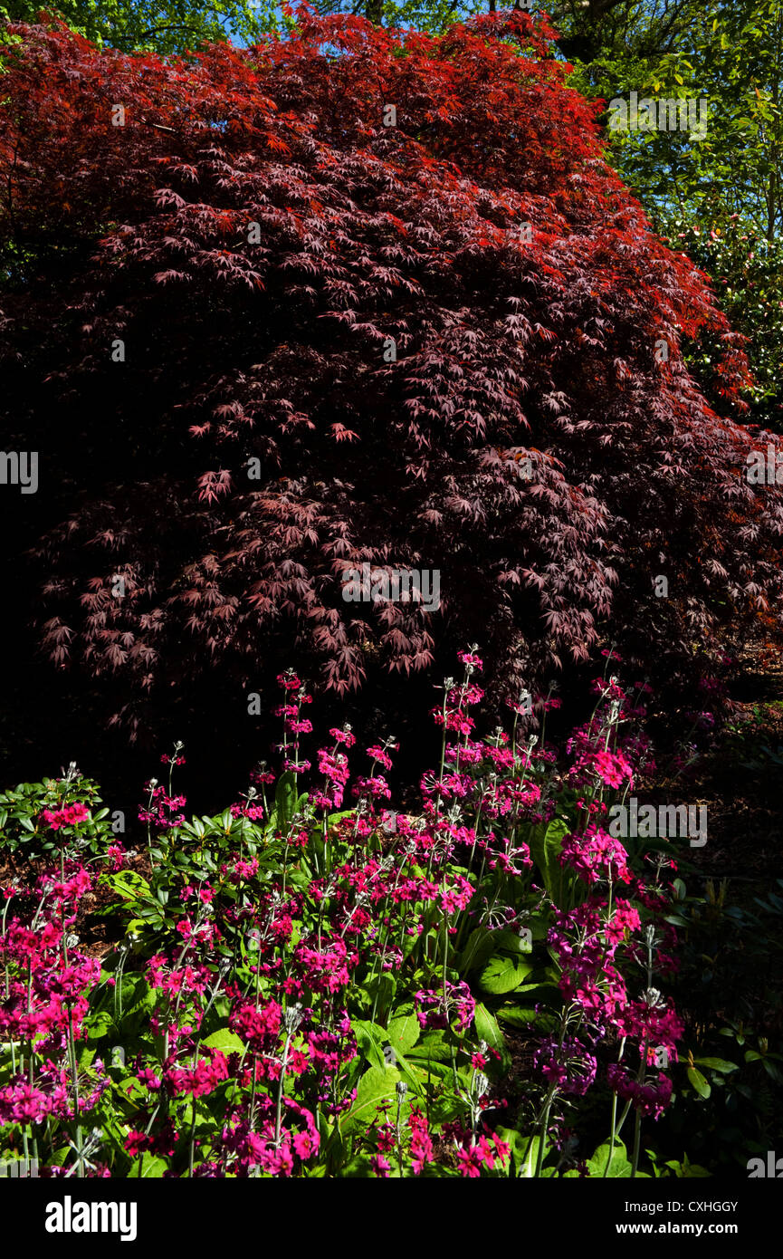 Candalabra Primeln vor einem Japanisch Acer (Ahorn) Baum, Mount Congreve Gardens, in der Nähe von Kilmeaden, Grafschaft Waterford, Irland Stockfoto