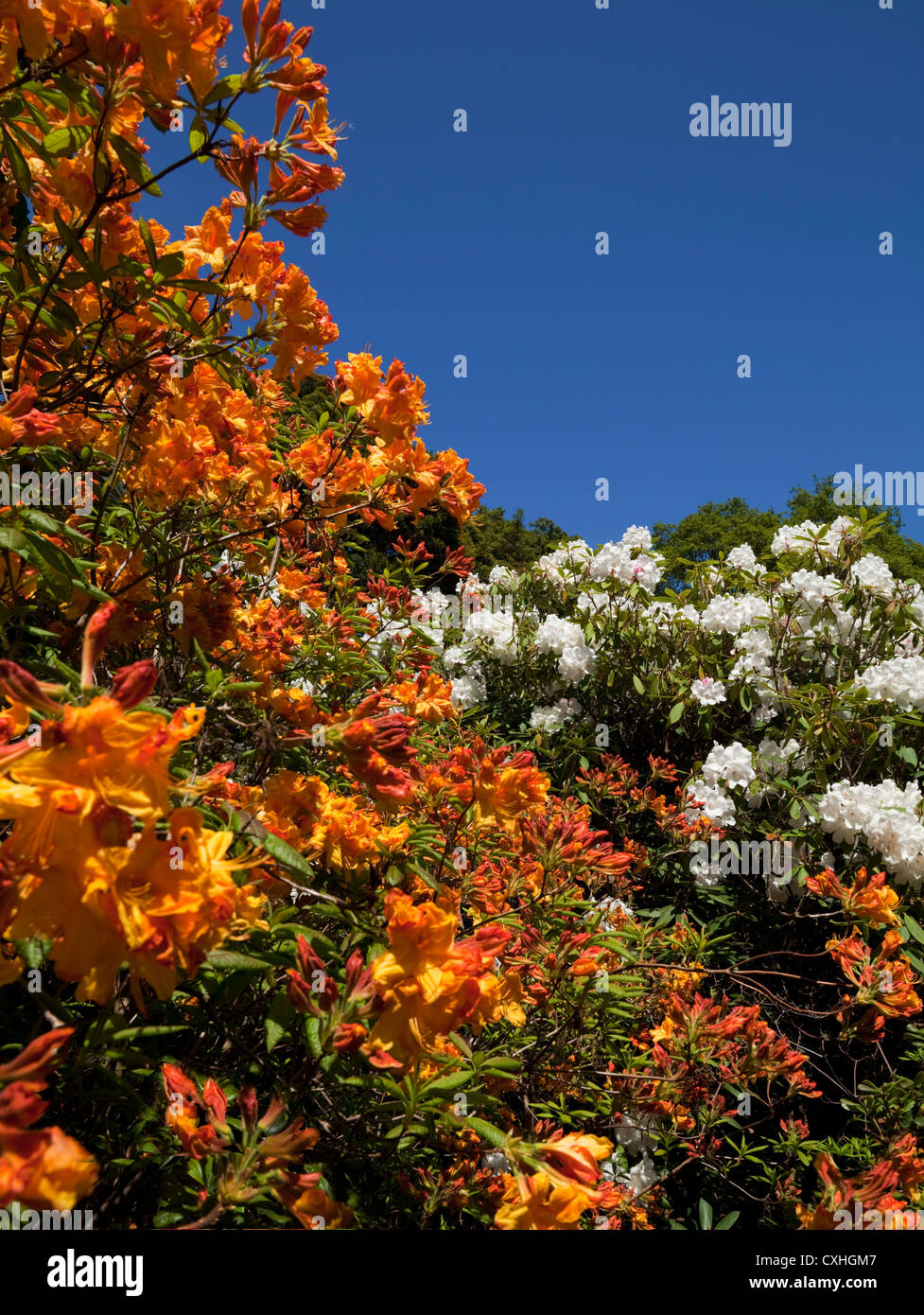 Rhodedendron Sträuche, Mount Congreve Gardens, in der Nähe von Kilmeaden, Grafschaft Waterford, Irland Stockfoto
