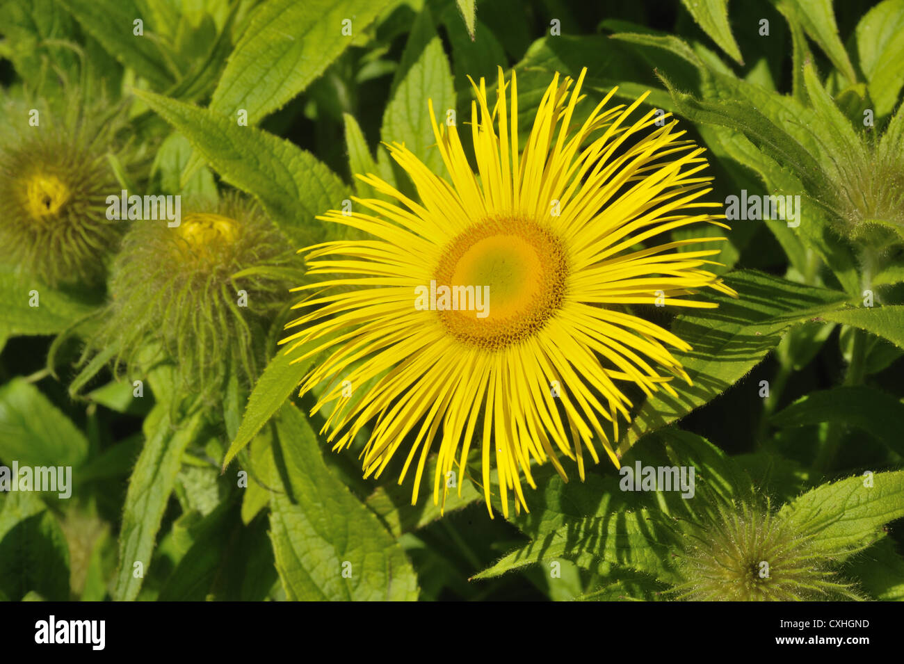 Inula Hookeri Blume gegen ungeöffnete Knospen und Blätter Stockfoto