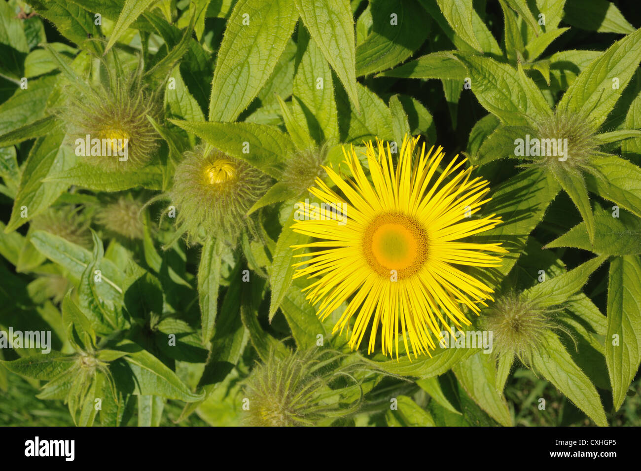 Inula Hookeri Blume gegen ungeöffnete Knospen und Blätter Stockfoto