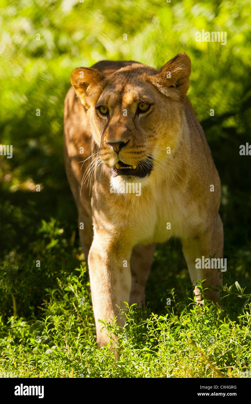 Barbary Löwe (Panthera Leo Leo) zu Fuß In langen Grass Stockfoto