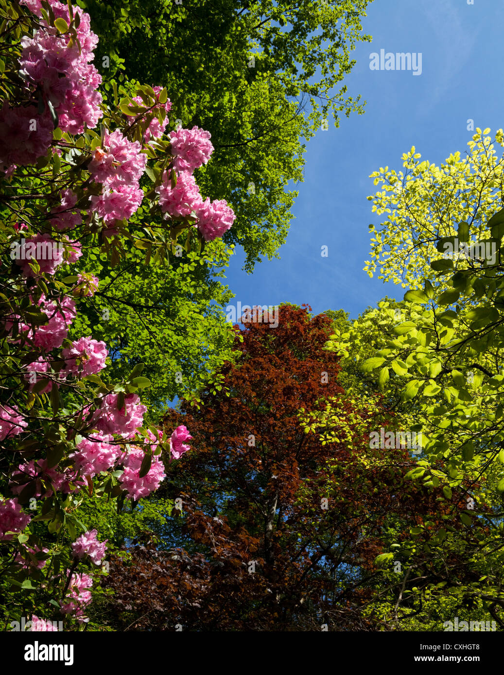 Rhodedendron Blossom, Mount Congreve Gardens in der Nähe von Kilmeaden, Grafschaft Waterford, Irland Stockfoto