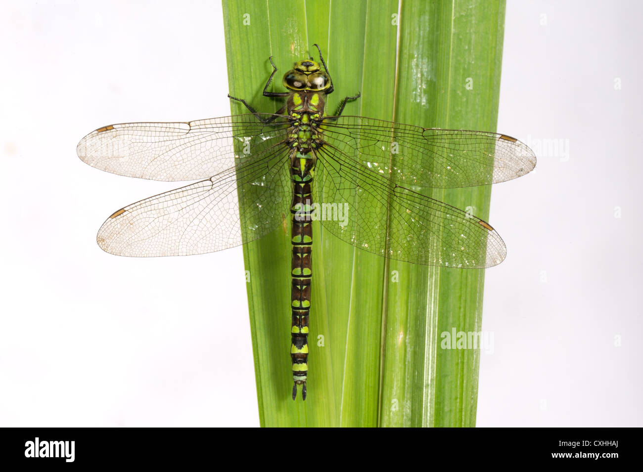 Südlichen Hawker Libelle Aeshna Cyanea auf einem Iris-Blatt Stockfoto