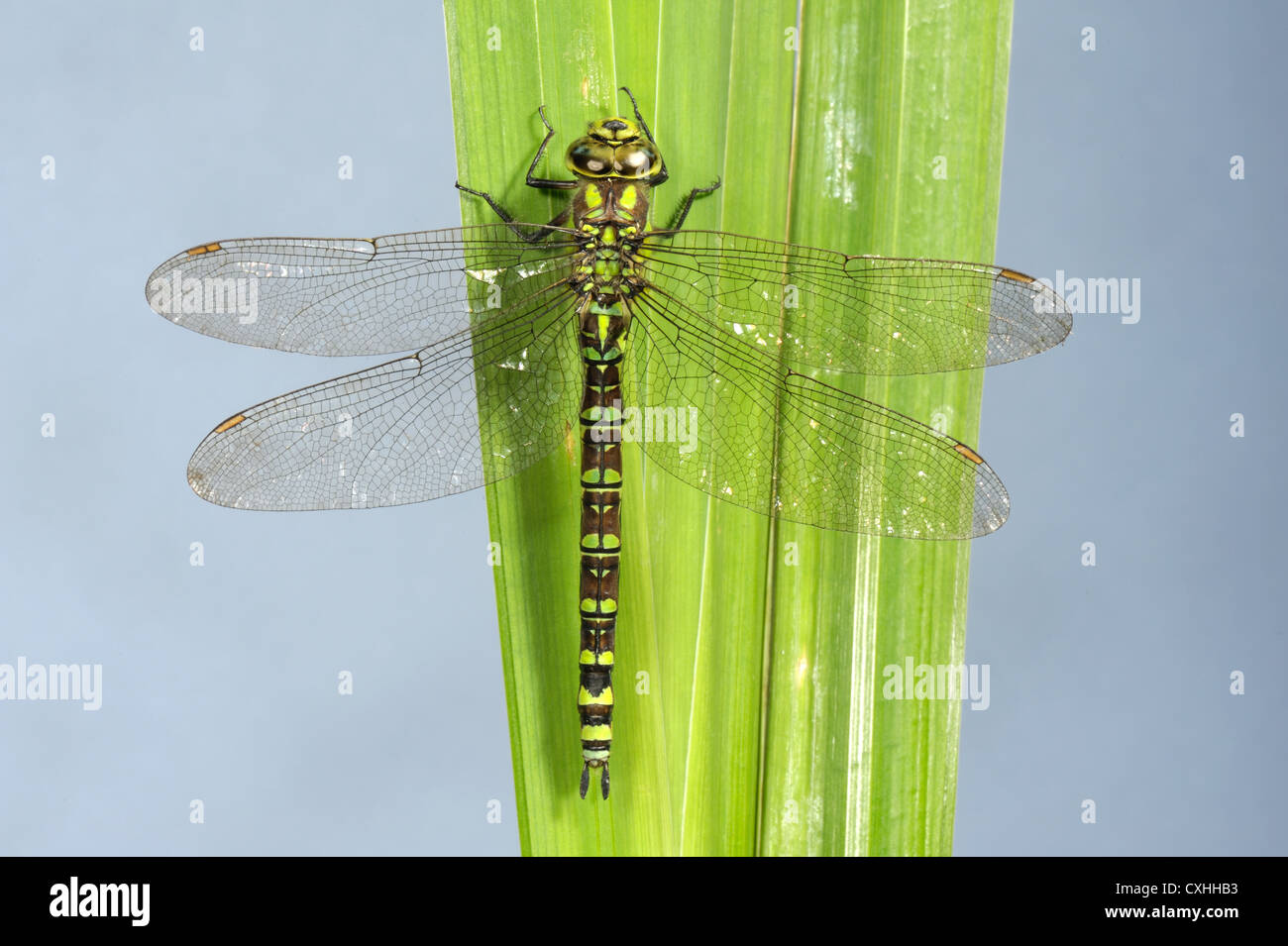 Südlichen Hawker Libelle Aeshna Cyanea auf einem Iris-Blatt Stockfoto