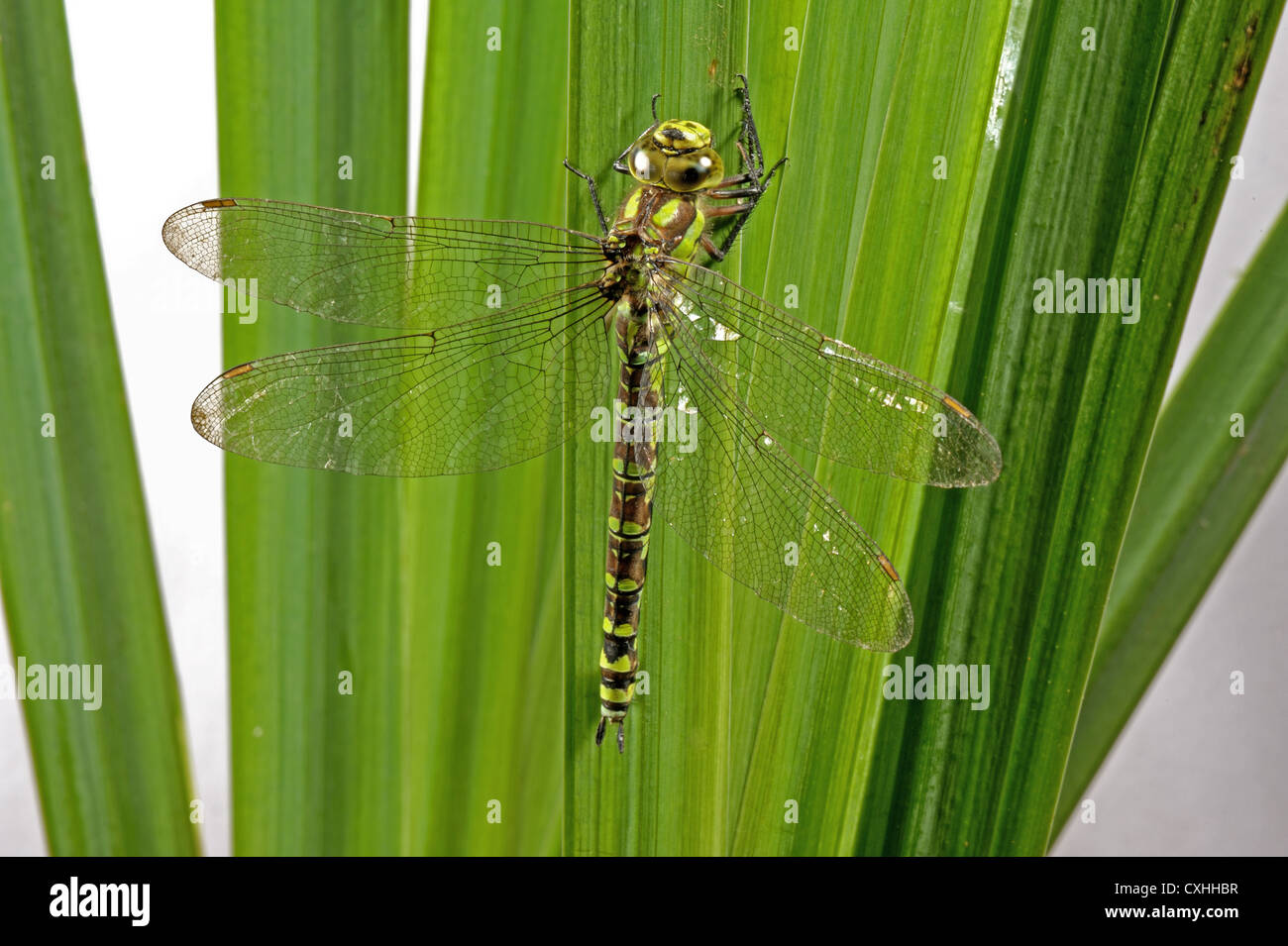 Südlichen Hawker Libelle Aeshna Cyanea auf einem Iris-Blatt Stockfoto