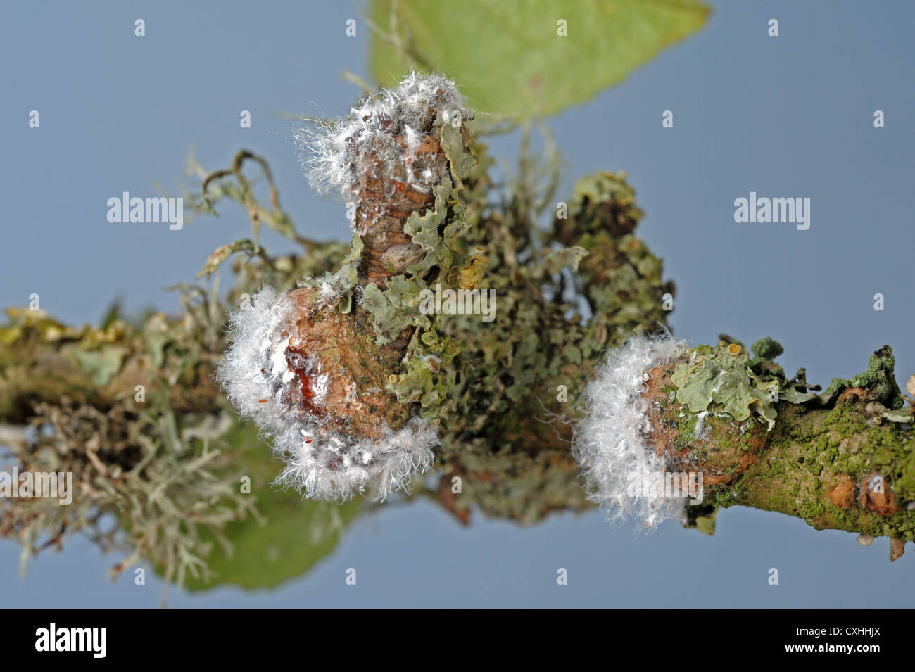 Wollige Blattlaus Eriosoma Lanigerum Kolonie und Narben mit wachsartige Extrusionen und Blattläuse auf Apfelholz Stockfoto