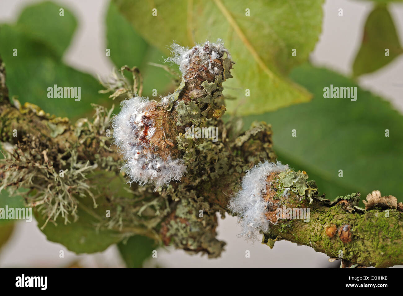 Wollige Blattlaus Eriosoma Lanigerum Kolonie und Narben mit wachsartige Extrusionen und Blattläuse auf Apfelholz Stockfoto