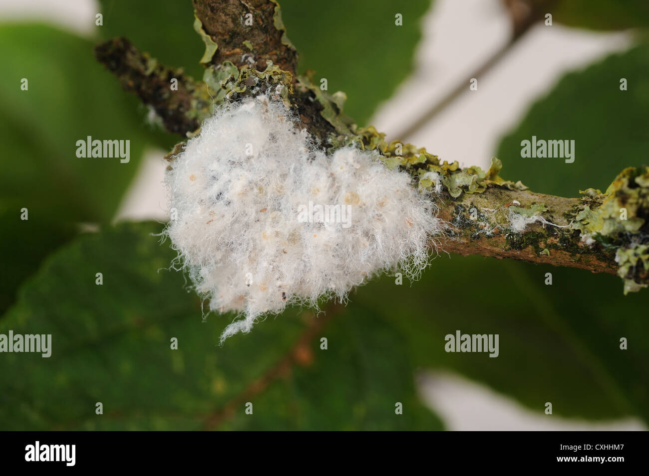 Wollige Blattlaus Eriosoma Lanigerum Kolonie und wachsartige Extrusionen auf Apfelholz Stockfoto