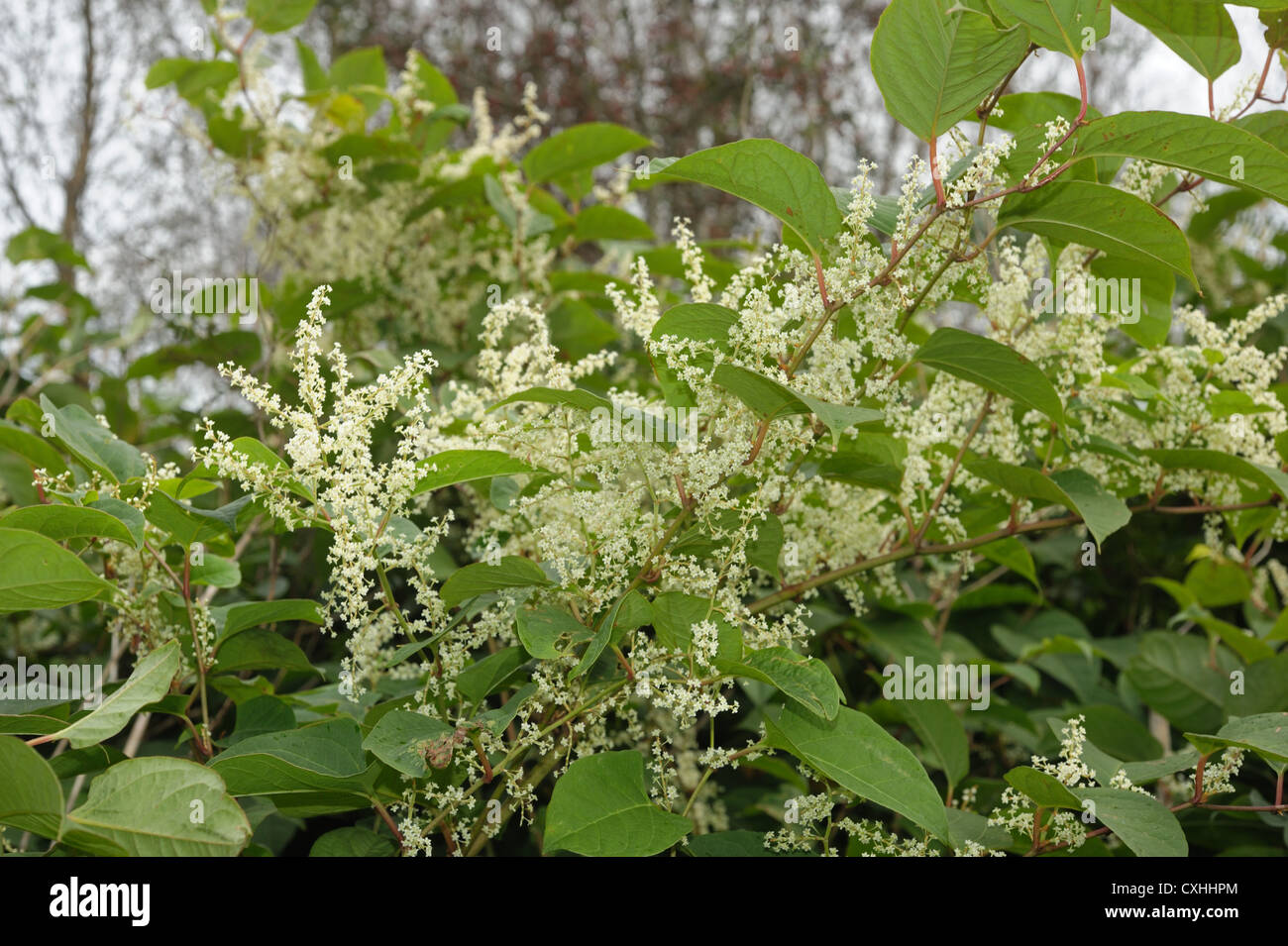 Japanischer Knöterich (Reynoutria japonica) Blühende Pflanzen Stockfoto