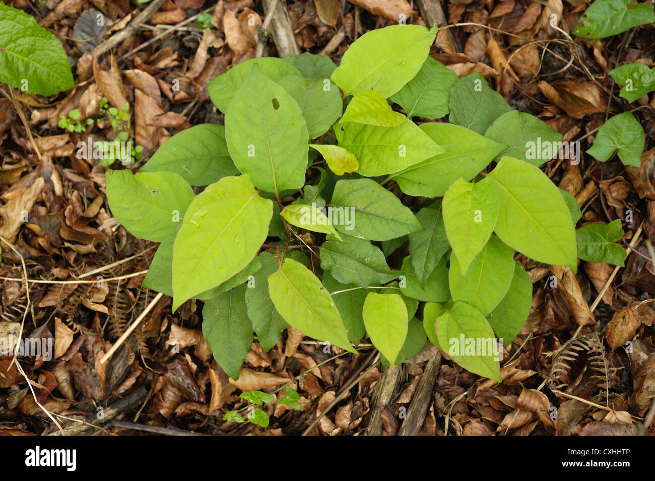 Japanischer Knöterich (Reynoutria japonica) Nachwachsen der Pflanzen nach herbizidapplikation Stockfoto