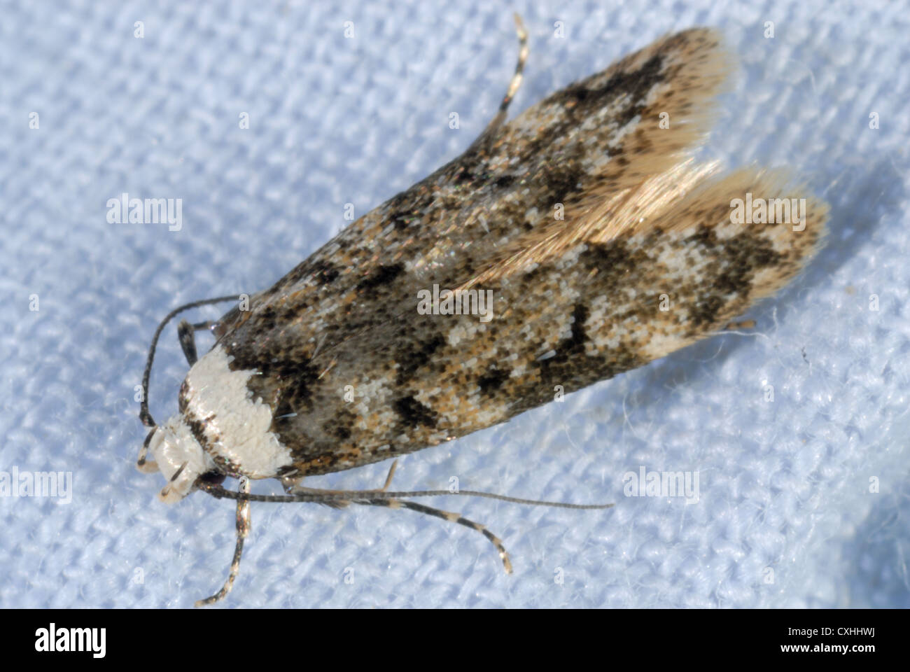 Brown House Moth Stockfotos Brown House Moth Bilder Alamy