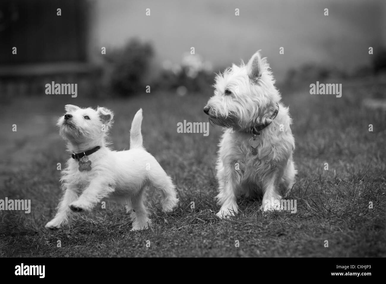 West highland black terrier Fotos und Bildmaterial in hoher Auflösung