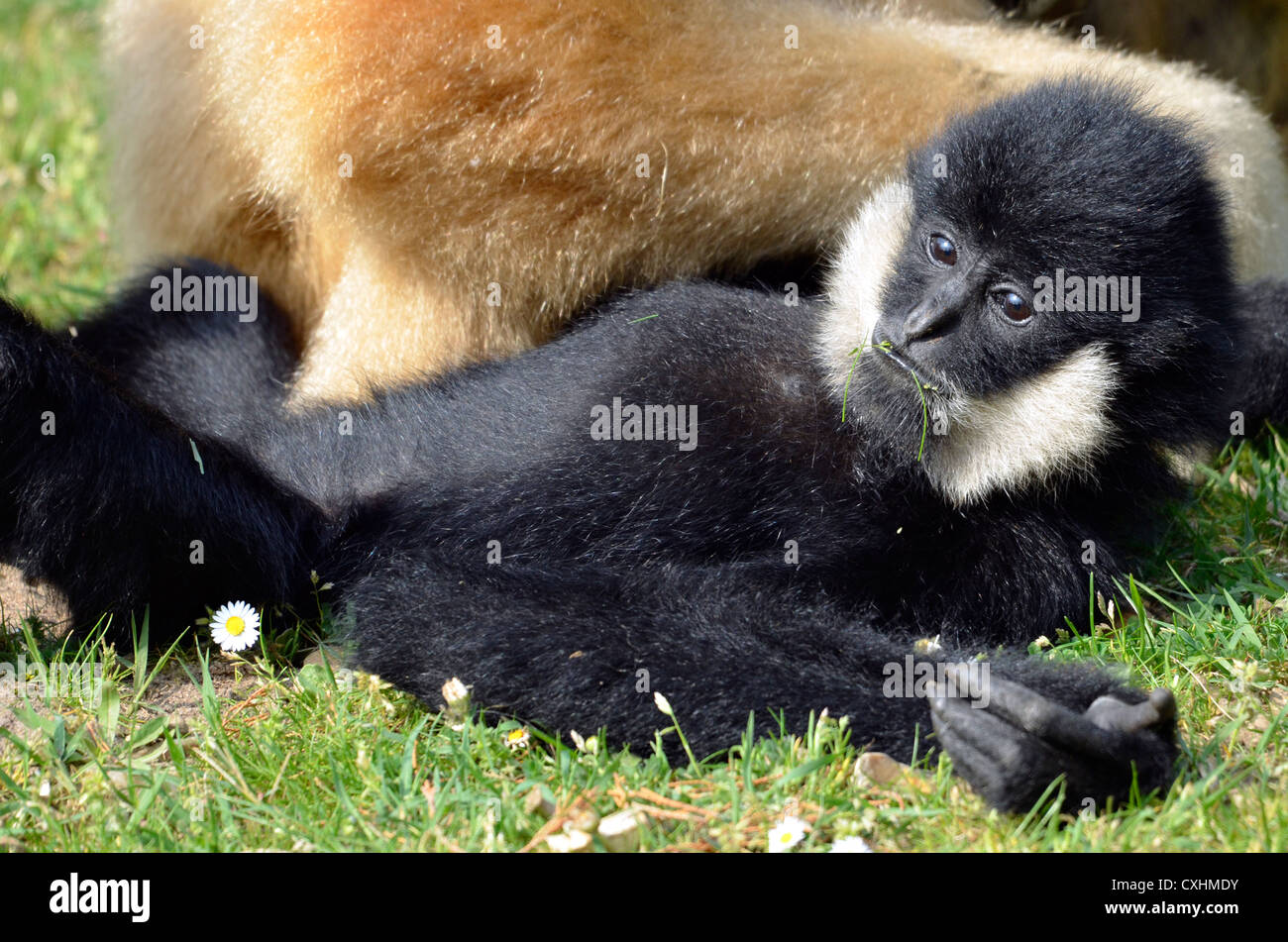 Nahaufnahme von weiß-handed Gibbon (Hylobates Lar), liegen auf dem Rasen Stockfoto