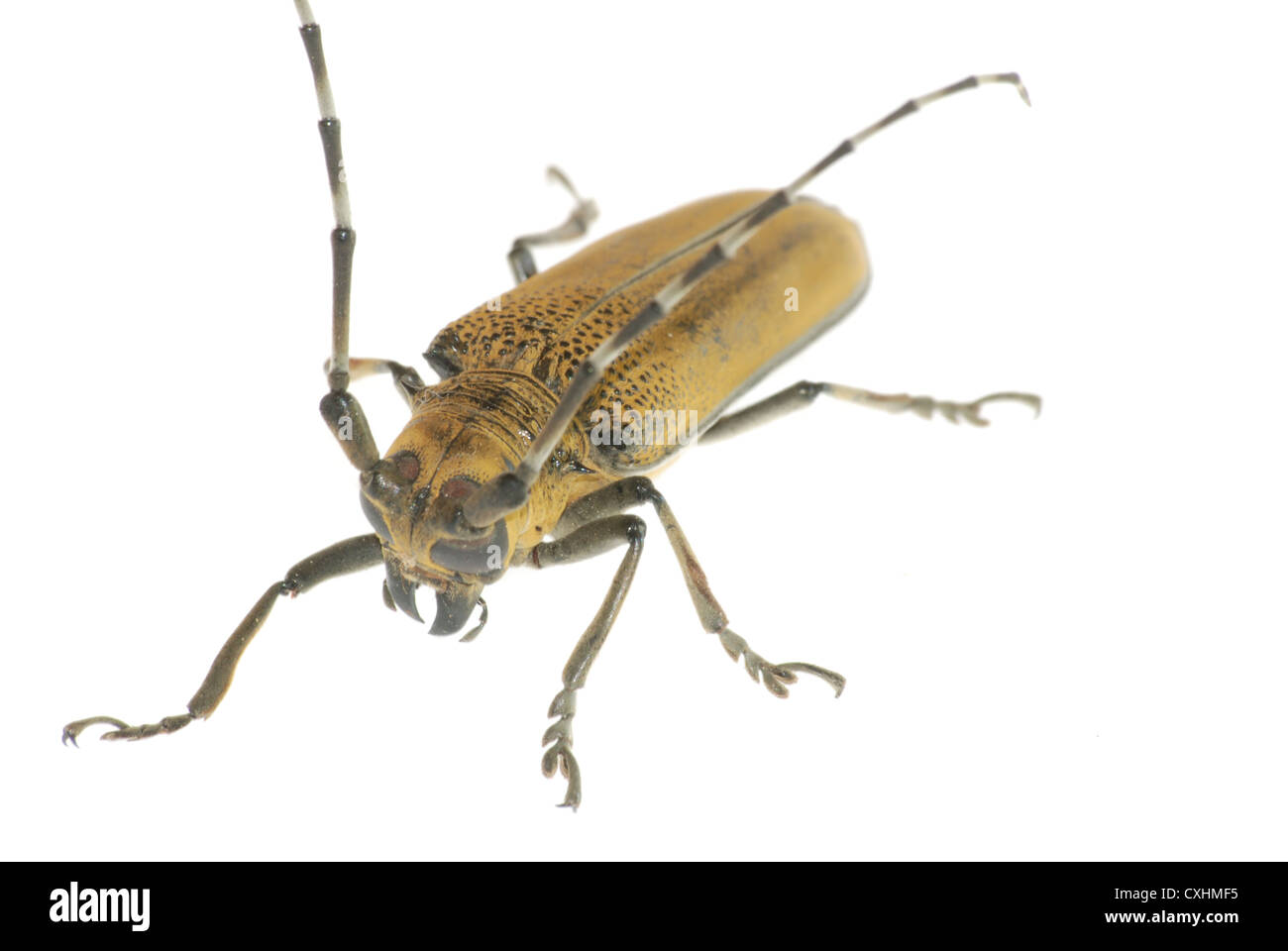 Insekt Käfer Stockfoto