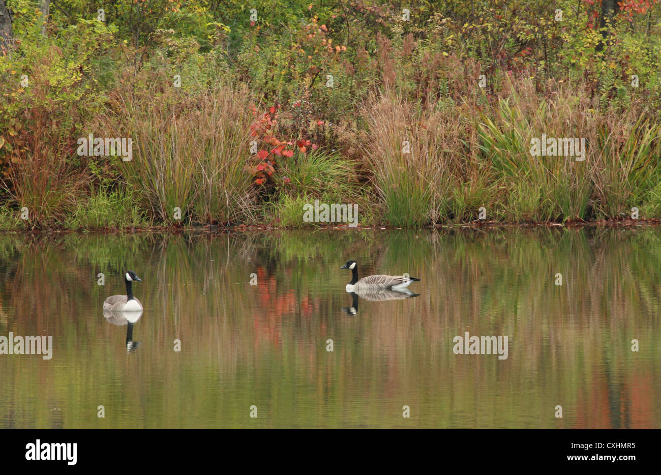 Zwei Kanadagänse auf einem ländlichen Teich. Stockfoto