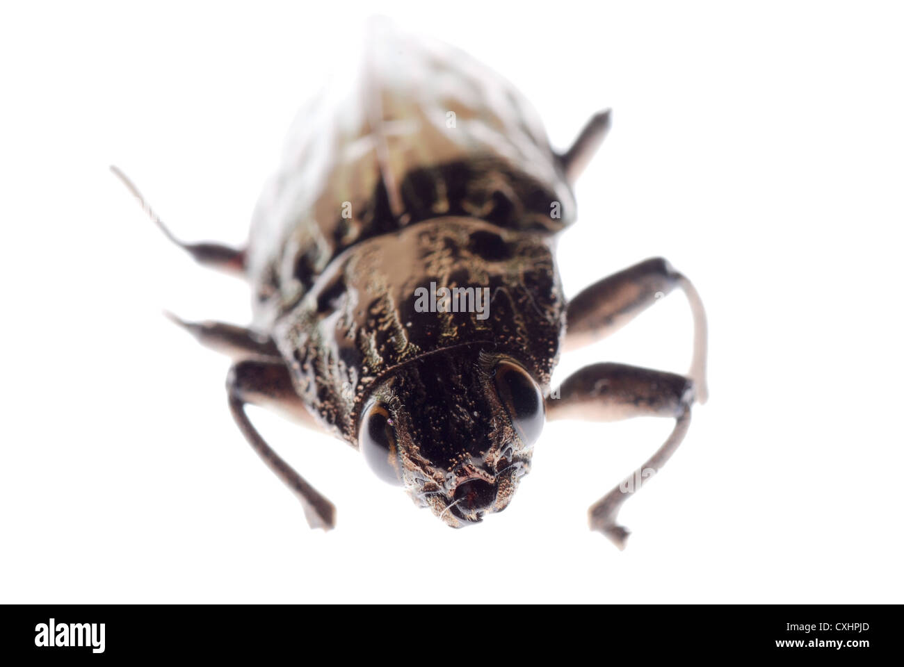 Buprestid Käfer Stockfoto