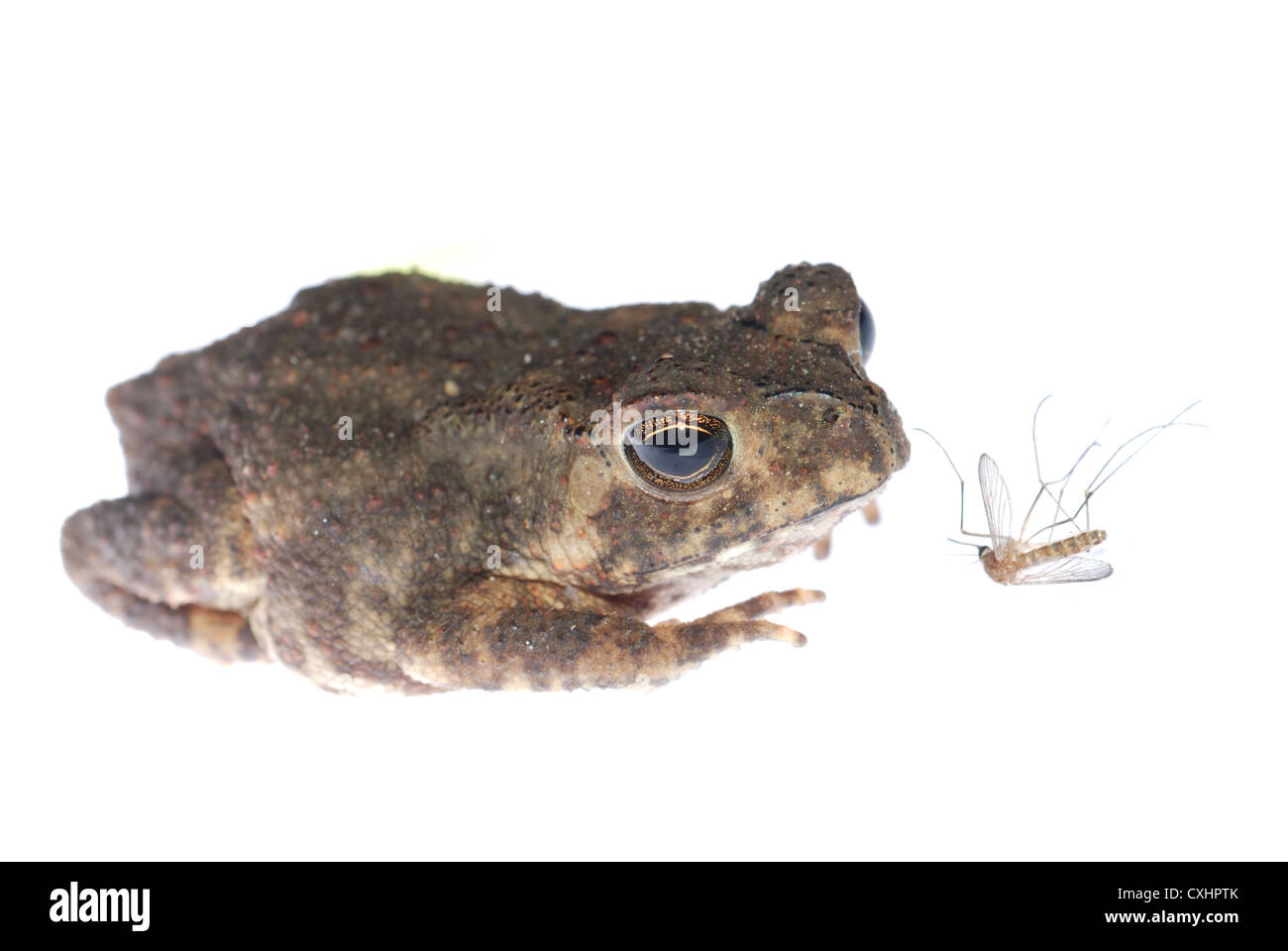 tierische Kröte Blick auf Moskito-Fehler Stockfoto