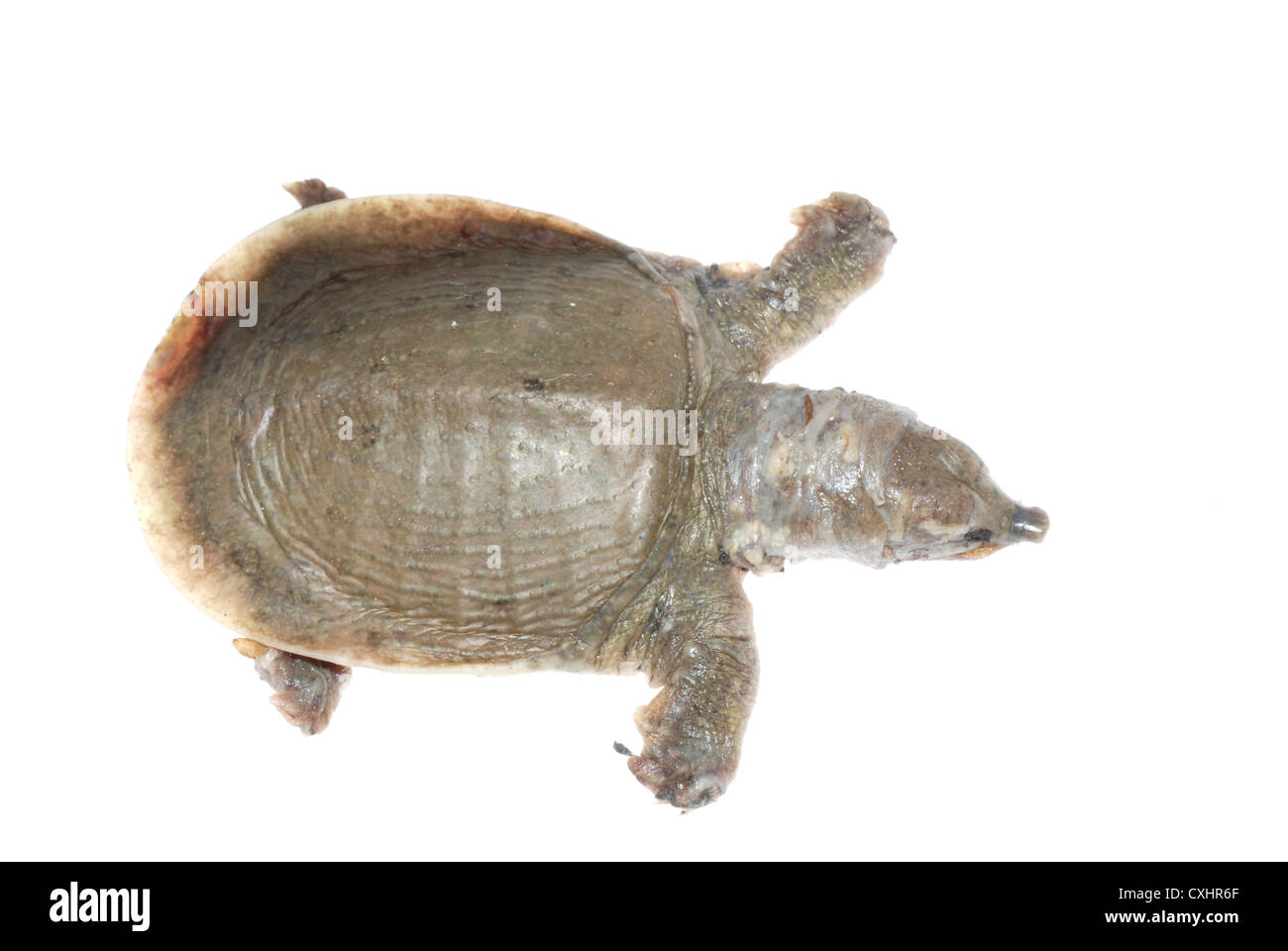 Schildkröte tot von White spot Krankheit Stockfoto