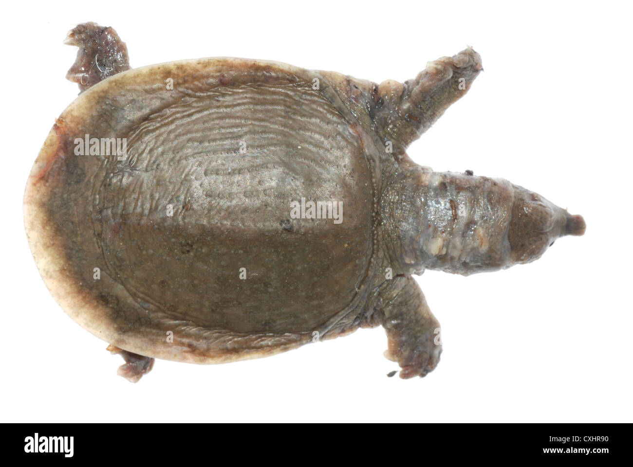 Schildkröte tot von White spot Krankheit Stockfoto