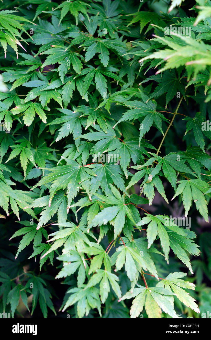 Acer Palmatum Sango Kaku japanische Runde fuhren Ahorn Laubbäume Ahorn gelb Laub Blätter Pflanze Porträts closeup Stockfoto