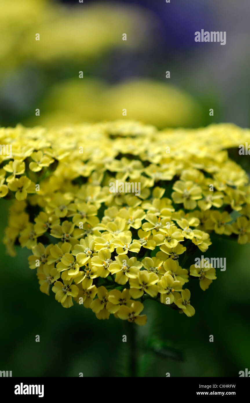 achillea-millefolium-credo-gelbe-schafgarbe-blume-bl-te-bl-te-krautige